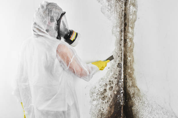 Best Health and Safety Mold Remediation in Cherryvale, SC