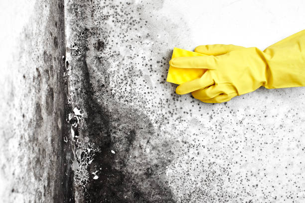 Best Basement Mold Remediation in Cherryvale, SC