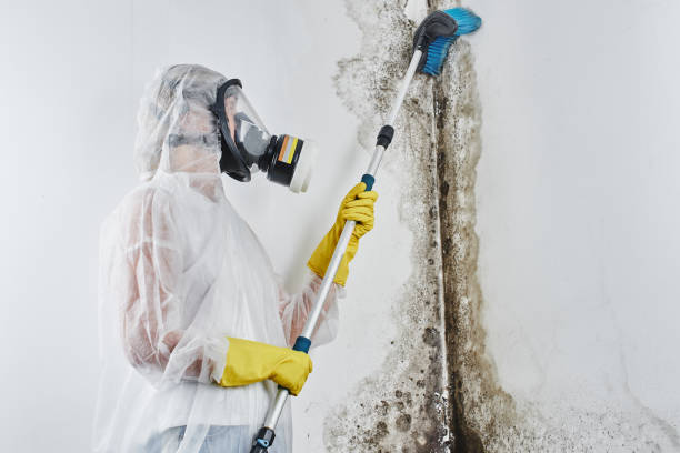 Best Insurance-Related Mold Remediation in Cherryvale, SC