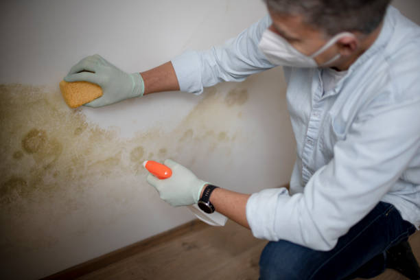 Best Residential Mold Remediation in Cherryvale, SC