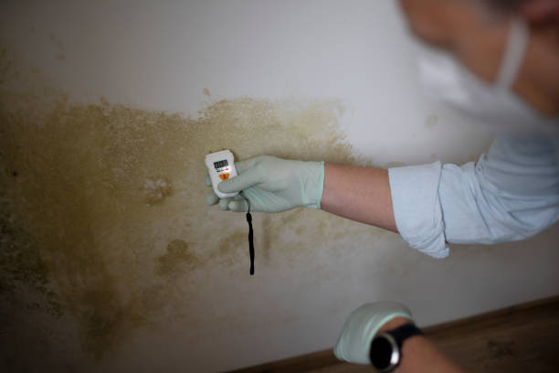 Best Insurance-Related Mold Remediation in Cherryvale, SC